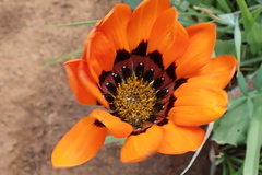 Gazania rigida