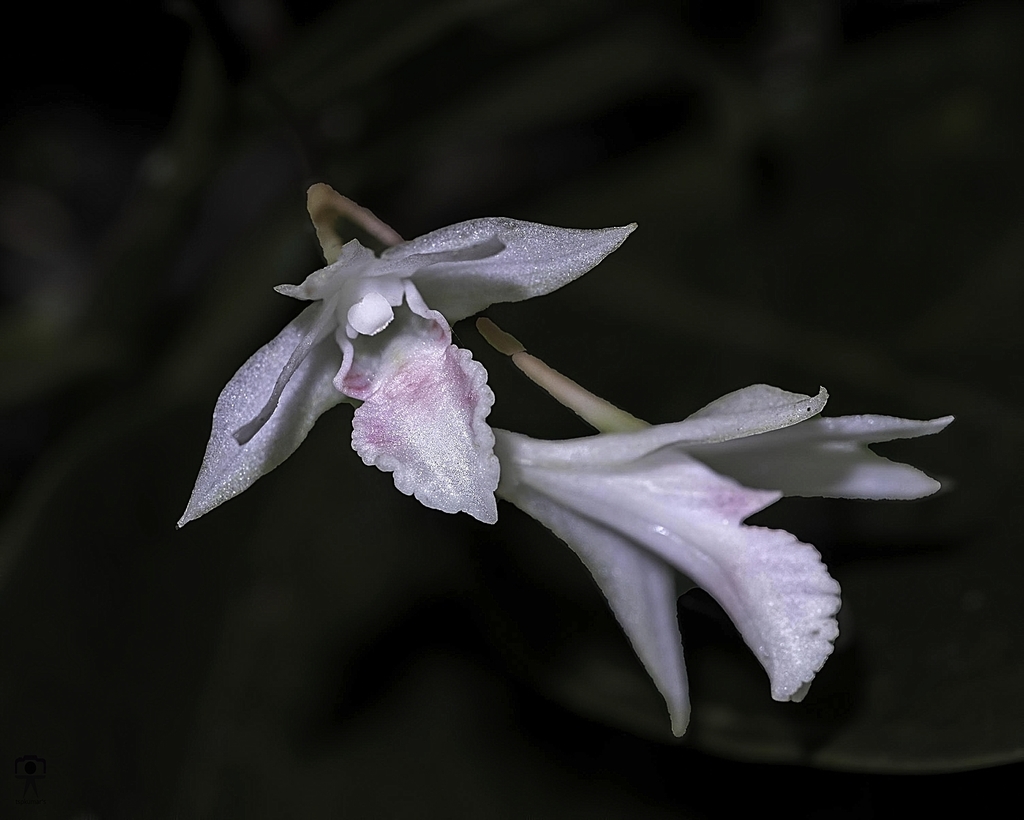 Dendrobium heyneanum Lindl.
