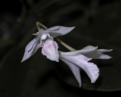 Dendrobium heyneanum