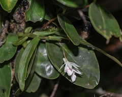 Dendrobium heyneanum