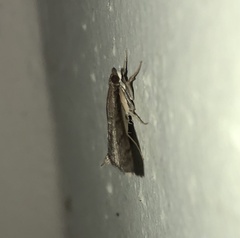 Lepidoptera