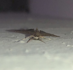 Lepidoptera