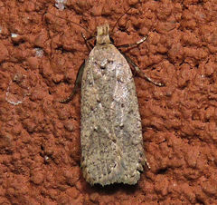 Dichomeris ventrellus