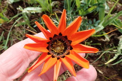 Gazania rigida