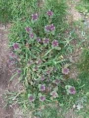 Lamium purpureum