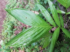 Chamaedorea oblongata