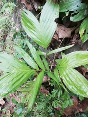 Chamaedorea oblongata