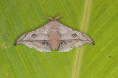 Gonogramma motagus