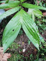 Chamaedorea oblongata