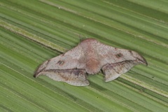 Gonogramma motagus