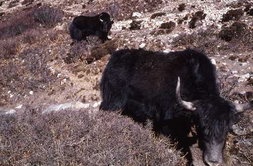 Bos grunniens