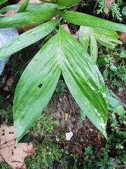 Chamaedorea oblongata