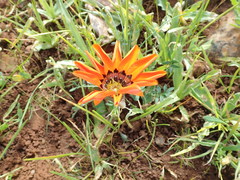 Gazania rigida