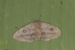 Gonogramma motagus