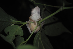 Smilisca baudinii