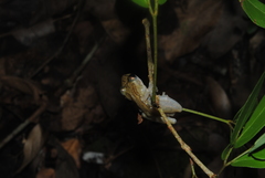 Smilisca baudinii