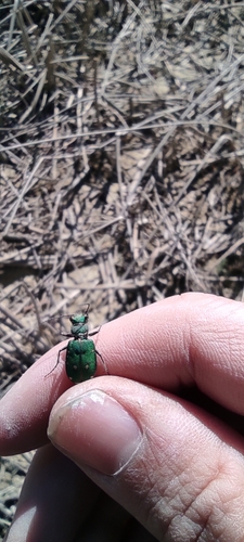 Green tiger beetle