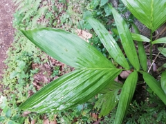 Chamaedorea oblongata