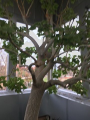 Pedaliaceae