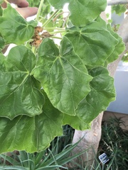 Pedaliaceae