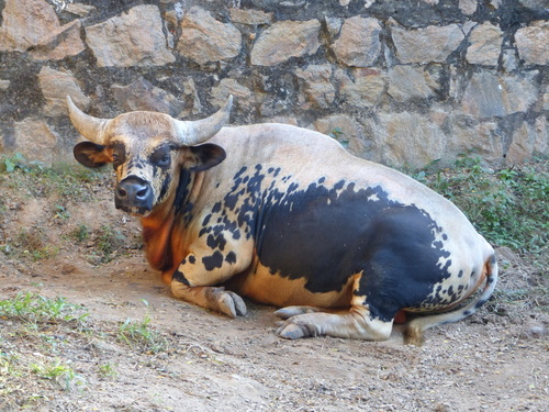 Bos frontalis