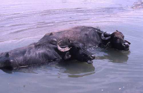 Bubalus bubalis
