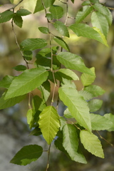 Carpinus caroliniana image