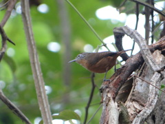 Cantorchilus guarayanus
