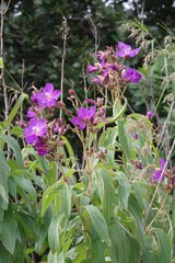 Dissotis princeps