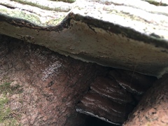 Ganoderma