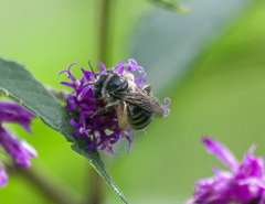 Melissodes denticulatus