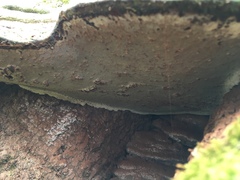 Ganoderma