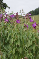 Dissotis princeps