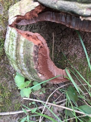Ganoderma