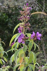 Dissotis princeps