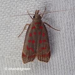 Dichomeris sandycitis