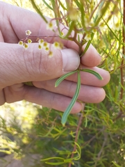 Searsia ciliata