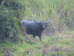 Bubalus arnee