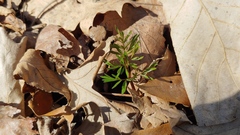 Perideridia americana