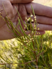Searsia ciliata