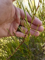 Searsia ciliata