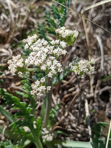 Image of Vesper macrorhizus by (c) Alison Northup, some rights reserved (CC BY)
