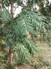 Taxus baccata