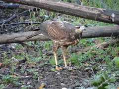 Buteogallus urubitinga