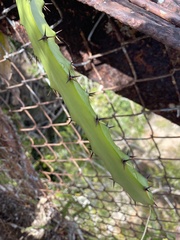 Selenicereus triangularis