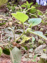 Physalis coztomatl
