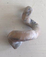 Vermetoidea