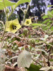 Physalis coztomatl
