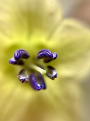 Physalis coztomatl