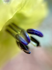 Physalis coztomatl
